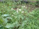 Parthenium integrifolium  (Seed)